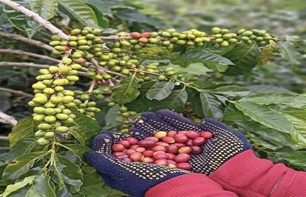 Harga Kopi Dunia Meroket, Untung Besar bagi Petani Gayo