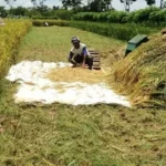 RI Belajar Pertanian ke Negara Ini demi Swasembada Pangan