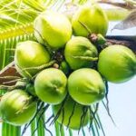 Zulhas: Harga Kelapa Naik karena Permintaan dari China