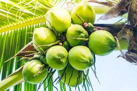 Zulhas: Harga Kelapa Naik karena Permintaan dari China