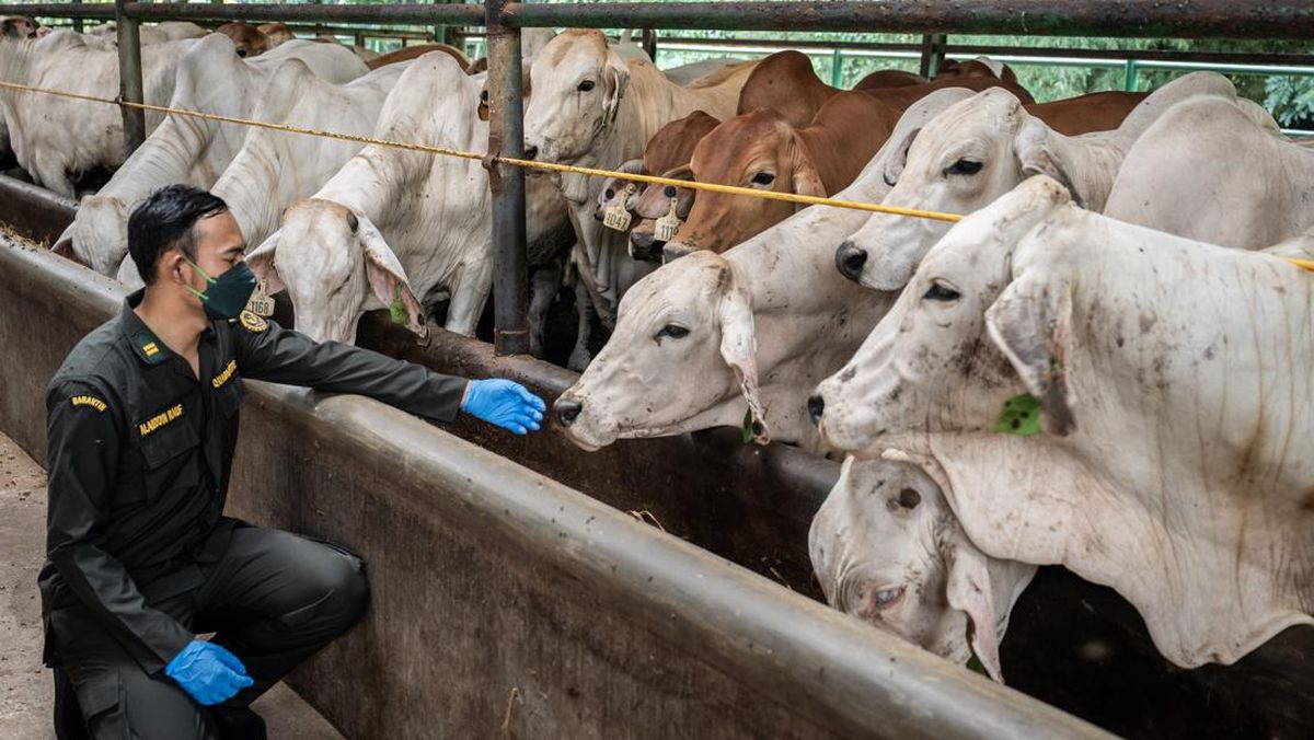 RI Siap Impor Sapi Dari Prancis, Mentan Minta CPO Diterima