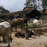 Pasar Hewan Tanjungsari Sepi, Penjualan Sapi Turun Drastis